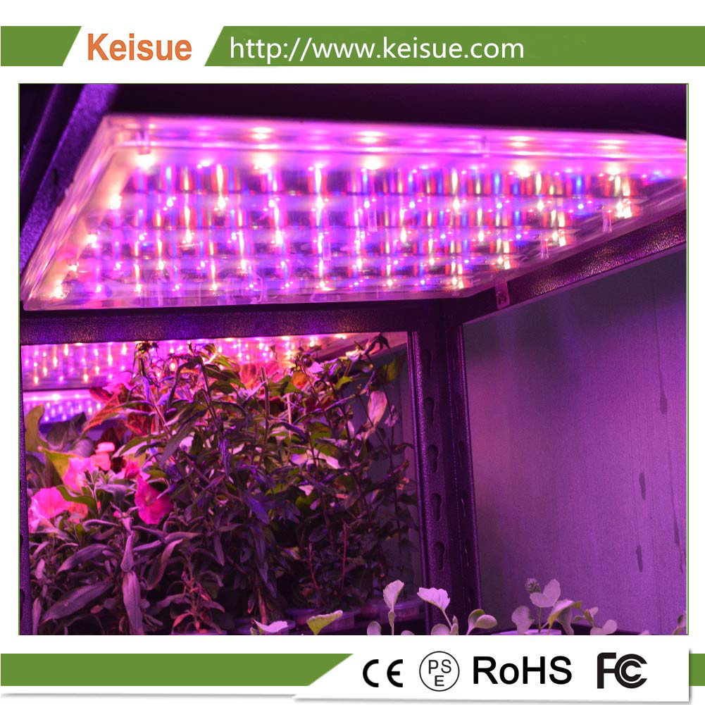 Keisue全光譜LED植物生長燈，防水等級IP65