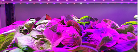 室內水培蔬菜,引領未來都市農業潮流!