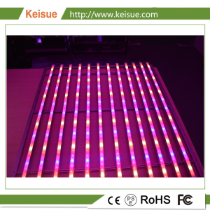Keisue照明設備，全光譜LED植物燈，用于植物工廠、垂直農場、室內種植